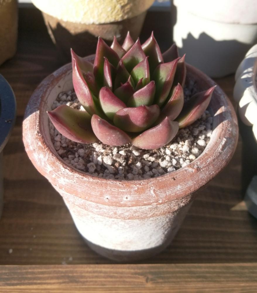 棚の画像 by daasamaさん | 棚と多肉植物とお迎え多肉とセメント鉢と吉坂包装とおひとりさまと多肉棚と多肉狩りと花市場と三貴フラワーセンター