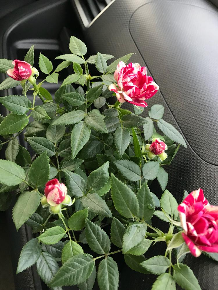 車庫の画像 by じんこさん | 車庫とジジ・パレードと薔薇愛同盟と心奪われたと好きな色