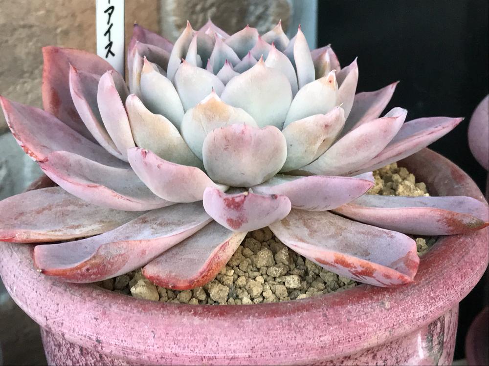 小さな庭の画像 by ニコちゃん大王さん | 小さな庭と我が家の多肉たちとお一人様植えとムチムチ多肉と紅葉する多肉と植中毒とエケベリア属と多肉中毒❣️とタニラーとHTC社員
