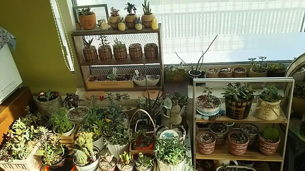 窓辺の画像 by さすけくんさん | 窓辺とセダム属と多肉植物と 虹の玉と観葉植物とカット苗と月兎耳☆とブロンズ姫と樹氷☆と寄せ植えと火祭り☆と七宝樹☆と春萌☆とハムシー☆と 不死鳥錦とデイビッド☆と銘月(めいげつ)とゴーラム☆と今日の一枚と若緑☆と 十二の巻と黒法師☆と星の王子☆と黒兎耳☆と秀麗(シュウレイ)と雅楽の舞☆と桜色カリシア