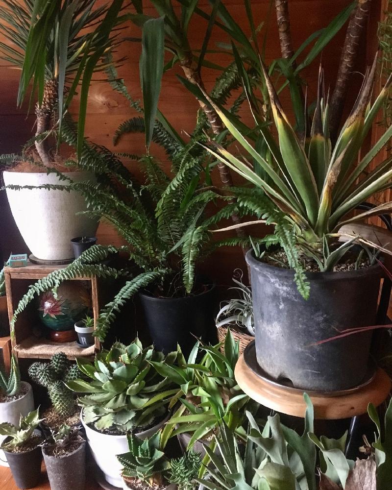 部屋の画像 by Akira831さん | 部屋と多肉植物とマイ・コレクションとモスポットとサボテン科と観葉植物とセメント鉢とドラセナ属と植中毒と今日の一枚とエケベリア属と多肉植物とサボテンと思い出とタニラーとセンペルビブムとナチュラルスタイルとシダ植物とキセログラフィカとエアプランツとアガベ属と俺の多肉植物