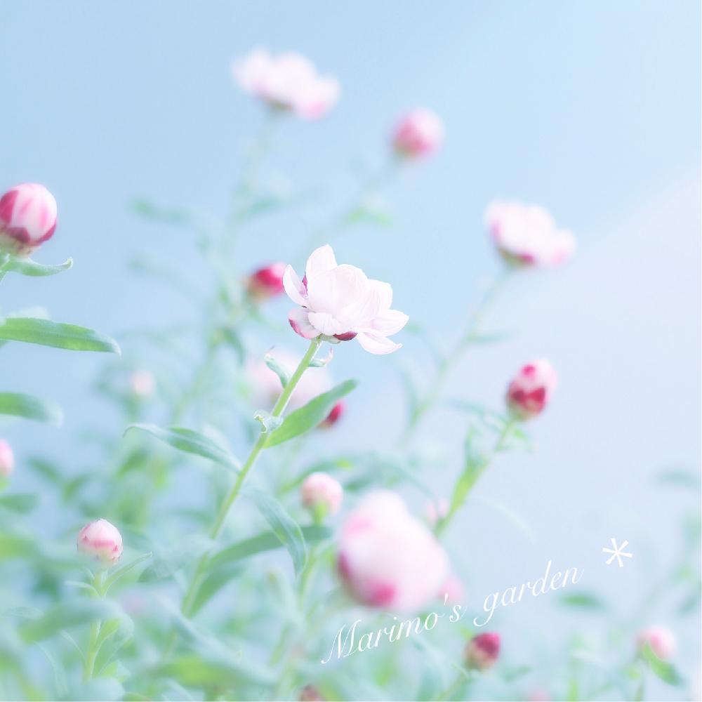 窓辺の画像 by マリモさん | 窓辺と花かんざしと朝の一枚と植中毒と今日の一枚と今日のお花と花のある暮らしと白い花といとおしい植物の表情フォトコン