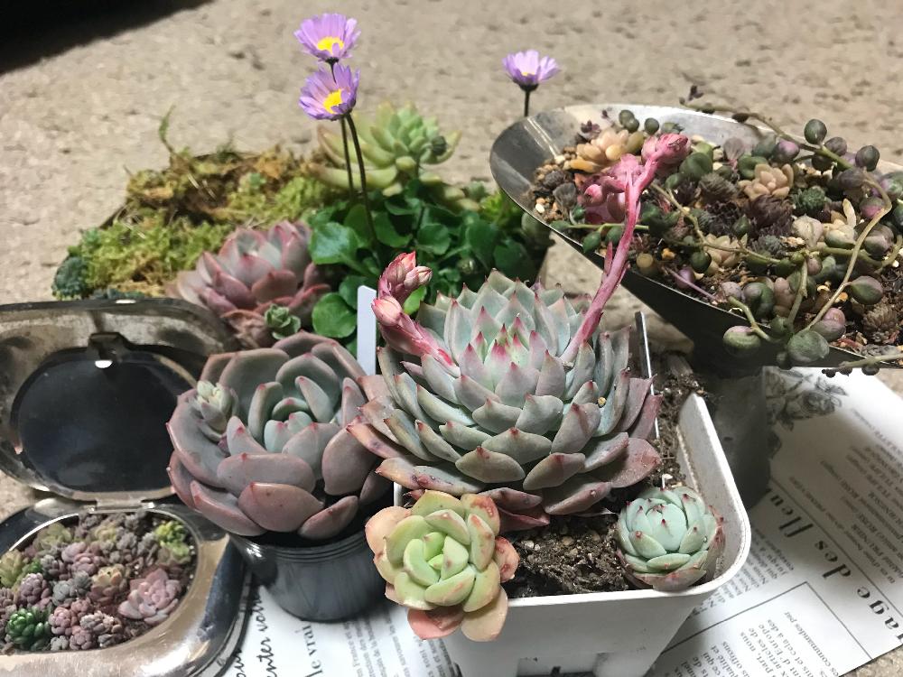 お出かけ先の画像 by ロコさん | お出かけ先とセダム属とよせ植えと多肉寄せ植え♡と多肉植物寄せ植えと球根と花のある暮らしと古道具