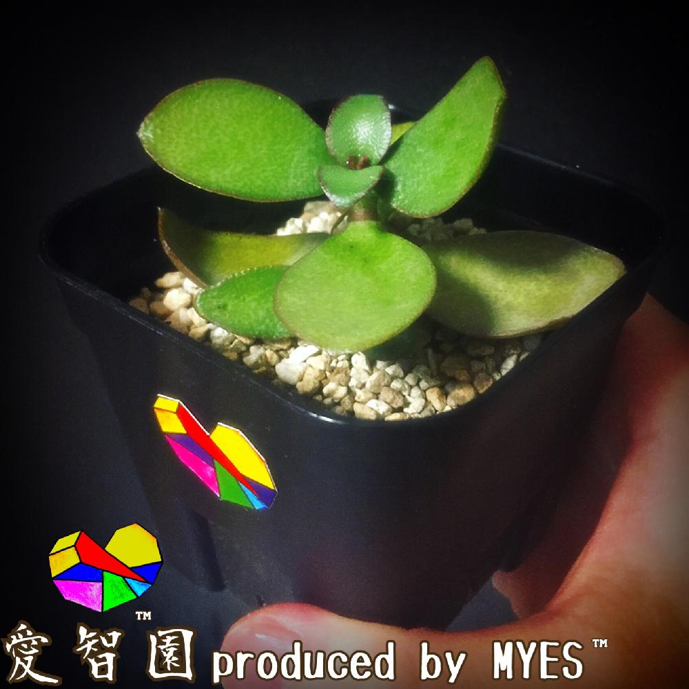 テラスの画像 by 愛智園 produced by MYES™️さん | テラスと花月と金のなる木と縁紅弁慶と愛智園と多肉植物とカッコいいと男前植物とボタニカルライフとクラッスラ属とオシャレと多肉ちゃんと直射日光と植中毒と綺麗と多肉植物とサボテンとタニラーと花のある暮らしと個性的と金のなる木(花月)とアウトドアリビングとMYES™️と男前とバルコニスト