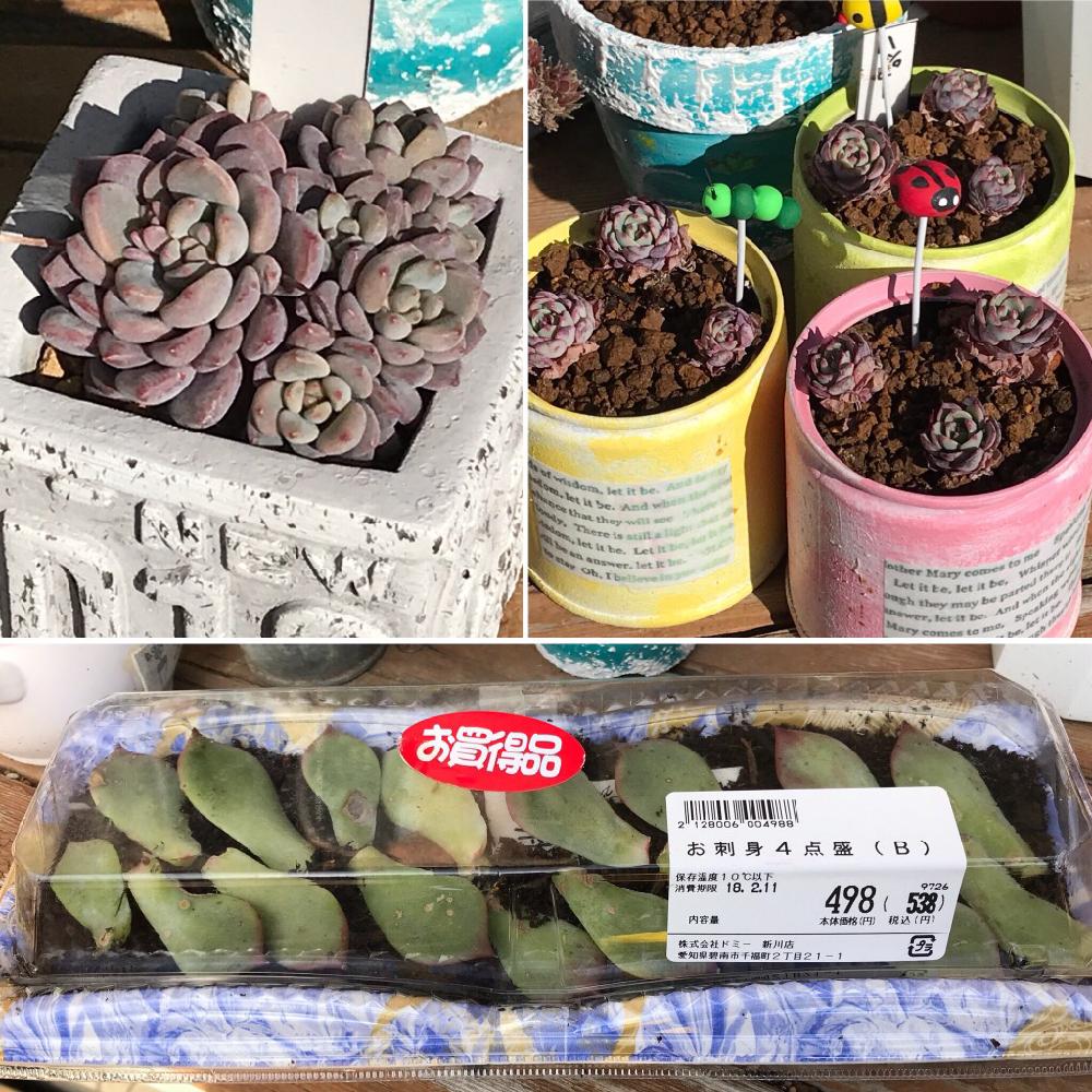 小さな庭の画像 by ニコちゃん大王さん | 小さな庭とラウ165と多肉植物と我が家の多肉たちとリメ缶とお一人様植えとムチムチ多肉と紅葉する多肉と植中毒とエケベリア属と多肉中毒❣️とタニラーと子株とHTC社員と葉挿し