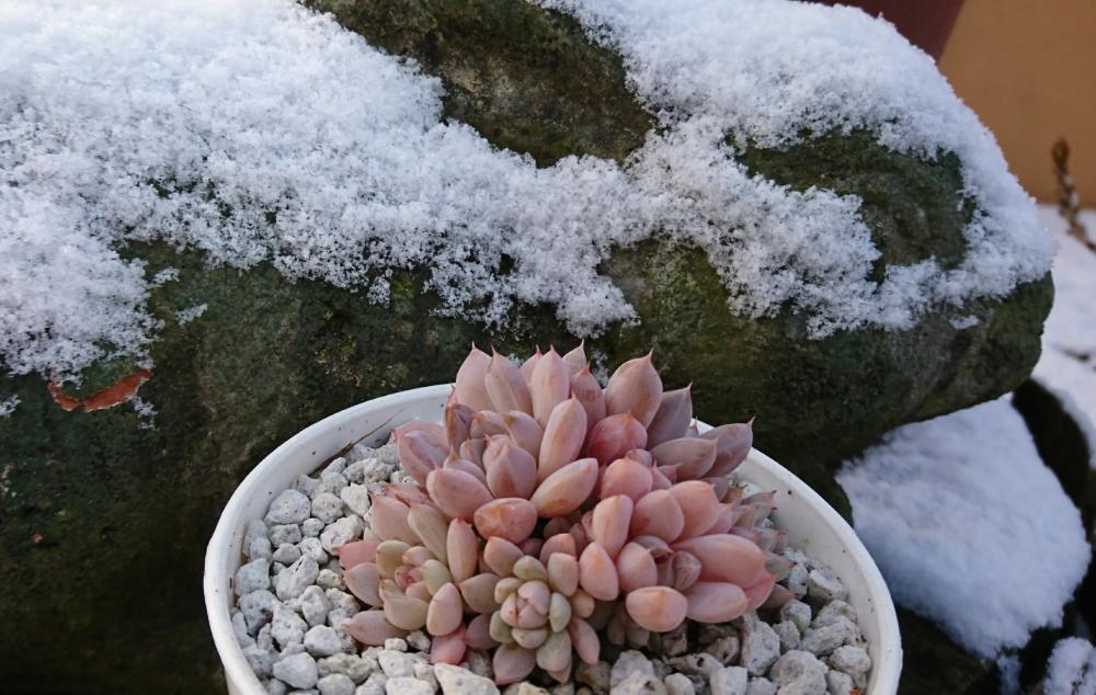 広い庭の画像 by p~ちゃんさん | 広い庭と雪雛と多肉植物とHTCと多肉 紅葉と多肉 エケベリアと今日の一枚と本日の多肉と多肉&サボテン