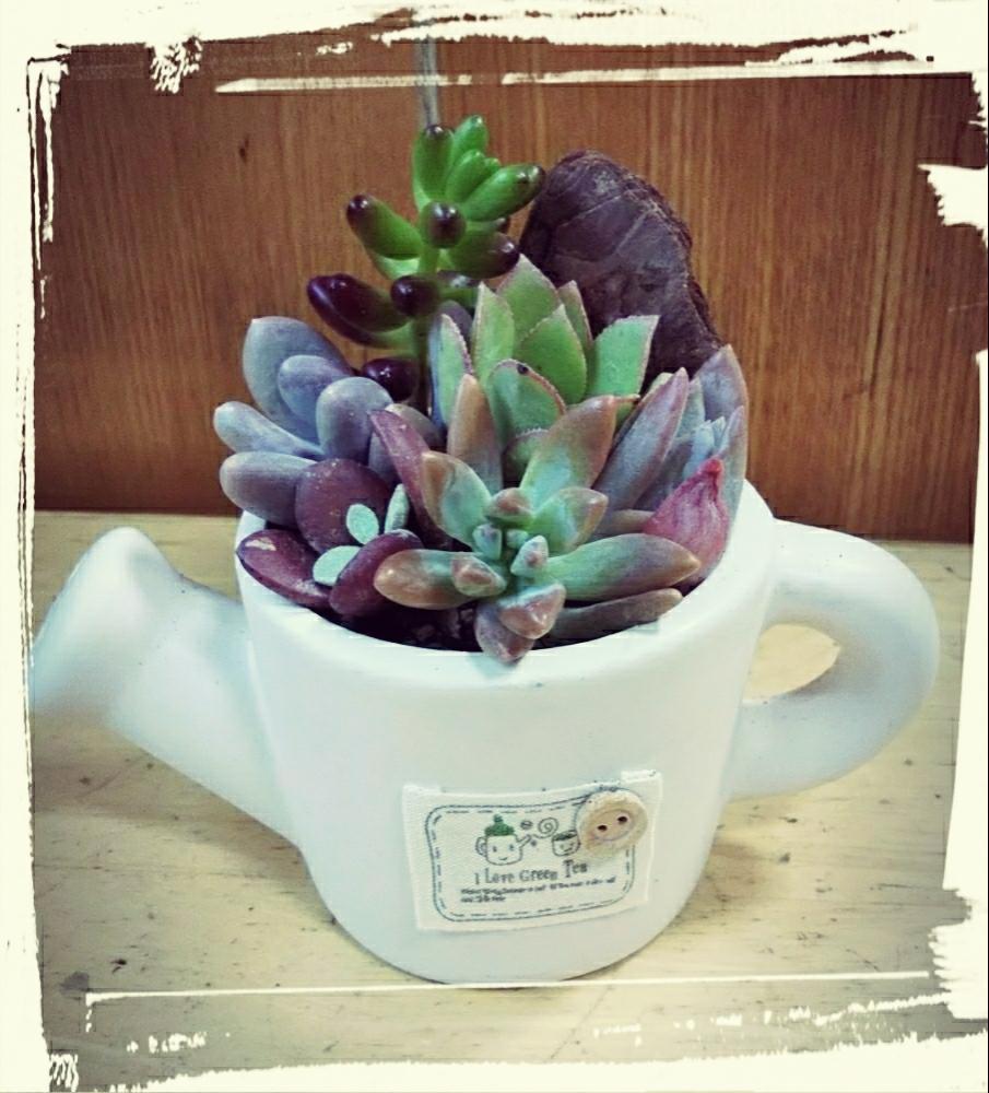 部屋の画像 by **まるる**さん | 部屋と多肉植物とカット苗と寄せ植えと発根待ちと癒しと発根とカット苗セットと植中毒とタニラーと多肉カット苗と多肉植物ラブとかわいいな♡と多肉カット苗寄せ植えと多肉初心者と癒しのひと時
