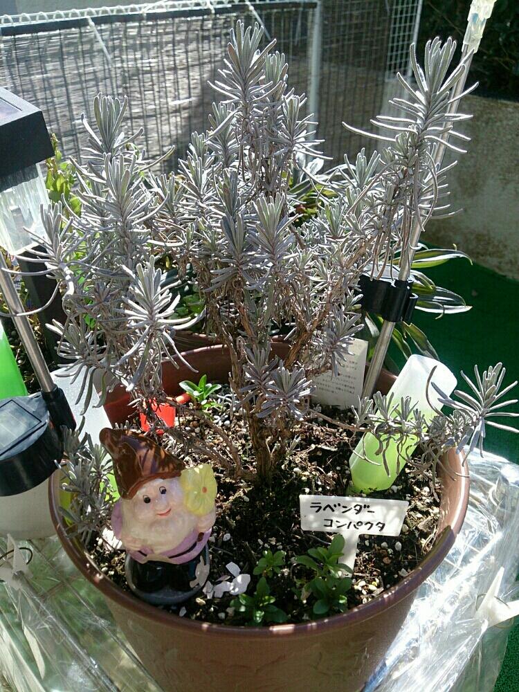 バルコニー/ベランダの画像 by ryo(*¨*)さん | バルコニー/ベランダとラベンダーコンパクタと観葉植物とno green no lifeと成長記録とお楽しみ❀.(*´▽`*)❀.とお花と素敵