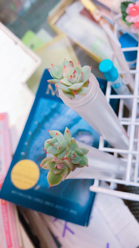 デスクの画像 by Leonoraさん | デスクとデレンベルギー静夜と多肉植物とかわいい♡と植中毒とエケベリア属と静夜デレンベルギーと子株