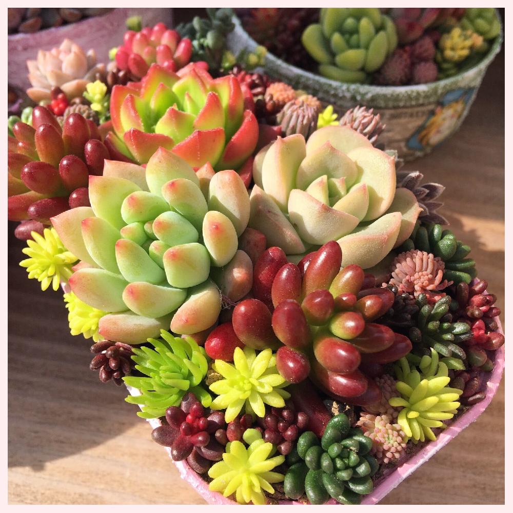 テラスの画像 by hanaෆ̈さん | テラスと多肉植物とリメ缶 手作りリメイク缶と多肉植物寄せ植えと今日の一枚と癒し空間とナチュラルスタイルと花のある暮らし