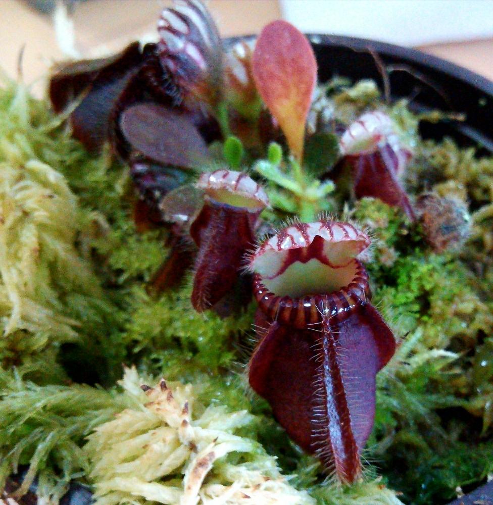 部屋の画像 by GTBさん | 部屋と多肉植物と観葉植物と食虫植物と植中毒と今日のお花と珍奇植物とセファロタス属