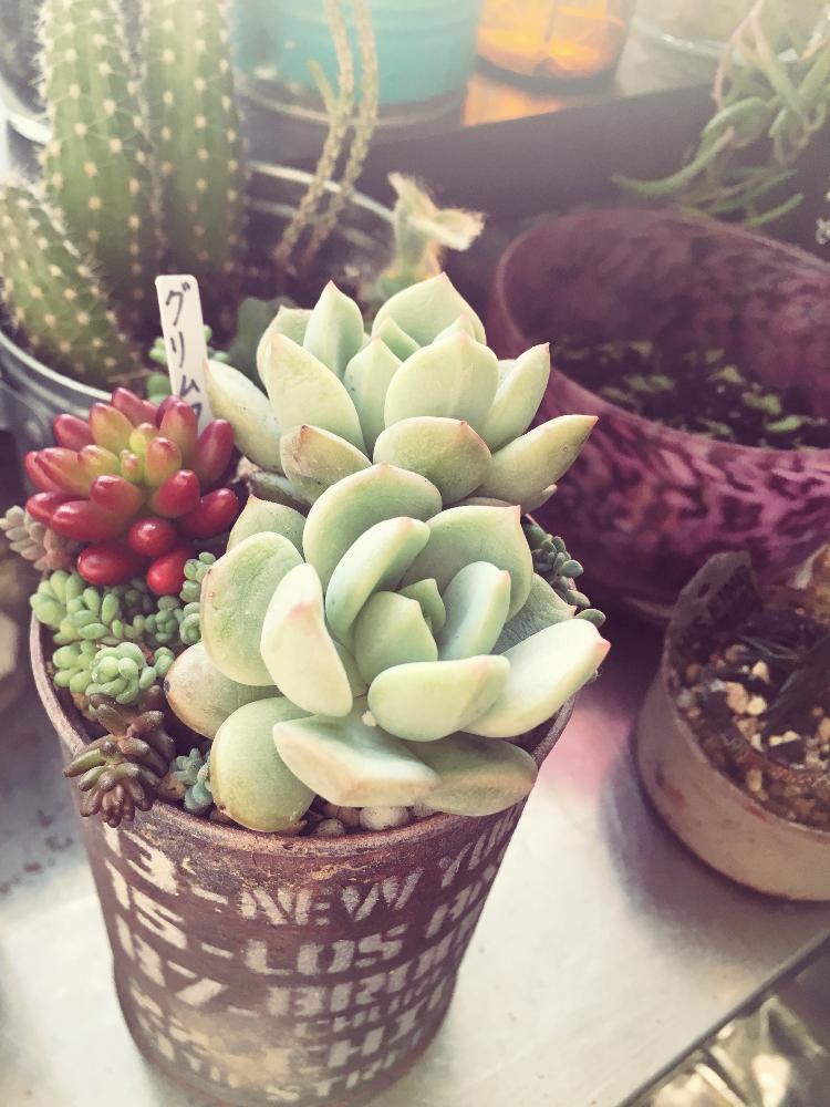 キッチンの画像 by はな❁さん | キッチンと多肉植物とリメ缶と寄せ植えと植中毒とおおきくなあれと防寒対策と多肉初心者