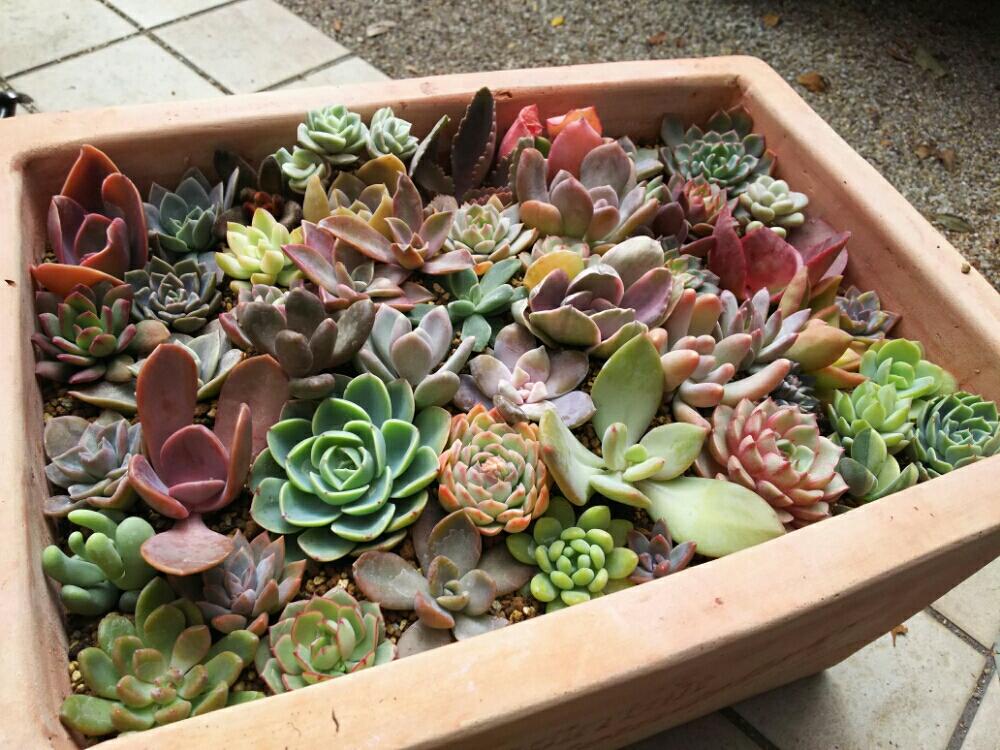 エントランスの画像 by Succulent so cute ♥さん | エントランスと多肉植物とスマホ撮影とGS Lifeとボタニカルライフとカット苗とso cute garden ♥と葉っぱのある暮らしと葉っぱとGS映えと多肉植物のある暮らしとno green no lifeとenjoy botanical life ♥とおきにいりとsucculent so cute ♥とGS影響ときれい~✴とガーデニングと多肉生活とgreenとかわいいとベンケイソウ科とお気に入り♥と色がキレイとかわいいな♡とSucculent Lifeと加工なしとGS萌え~✴とenjoy succulent life ♥とテラコッタ鉢と多肉寄せ植えと多肉初心者と多肉コレクション♥とsucculent plantsと葉っぱlove♥とGSタイムとsucculentとsucculent love ♥