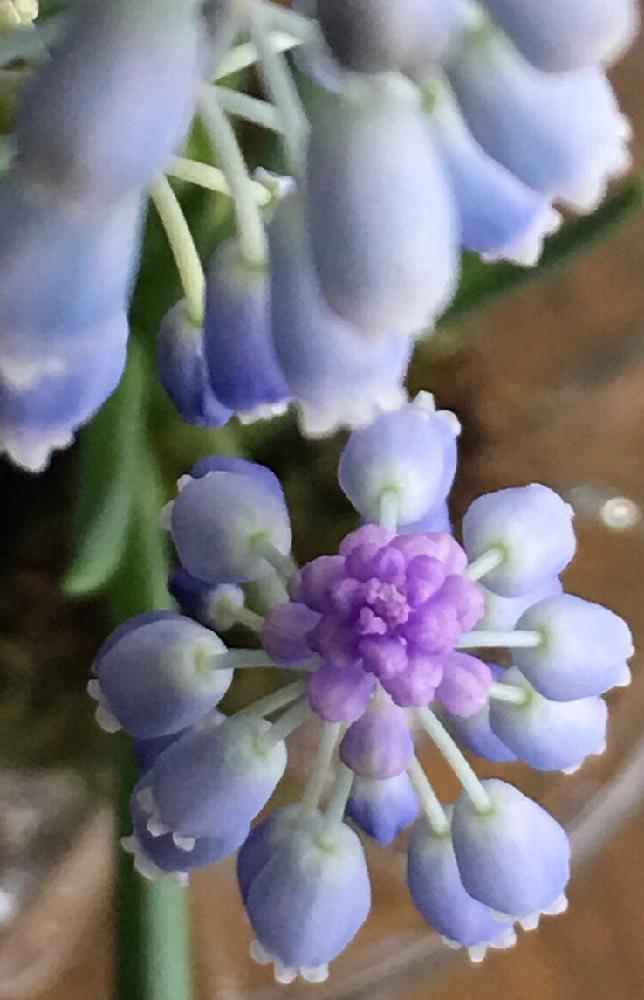寝室の画像 by Elizabeth rossoさん | 寝室とムスカリときっとスマイル一眼