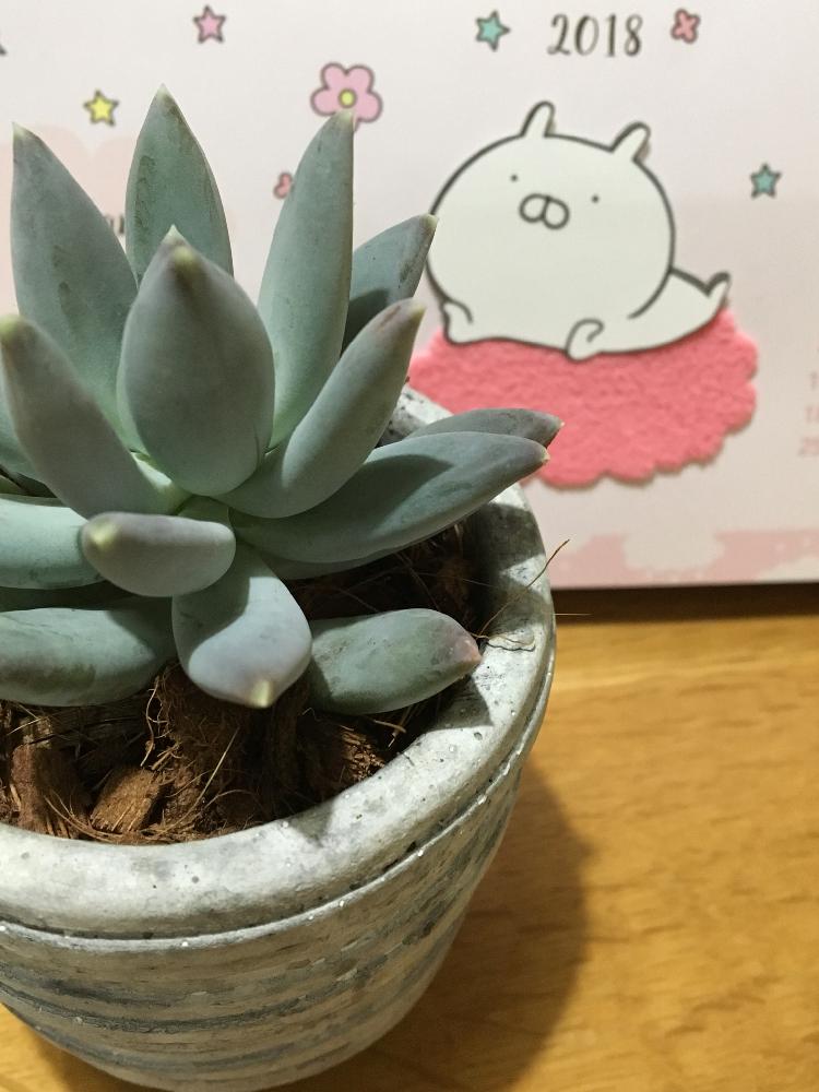 部屋の画像 by くぅーさん | 部屋とムーンシルバーと多肉植物とパキベリア属とうさまる