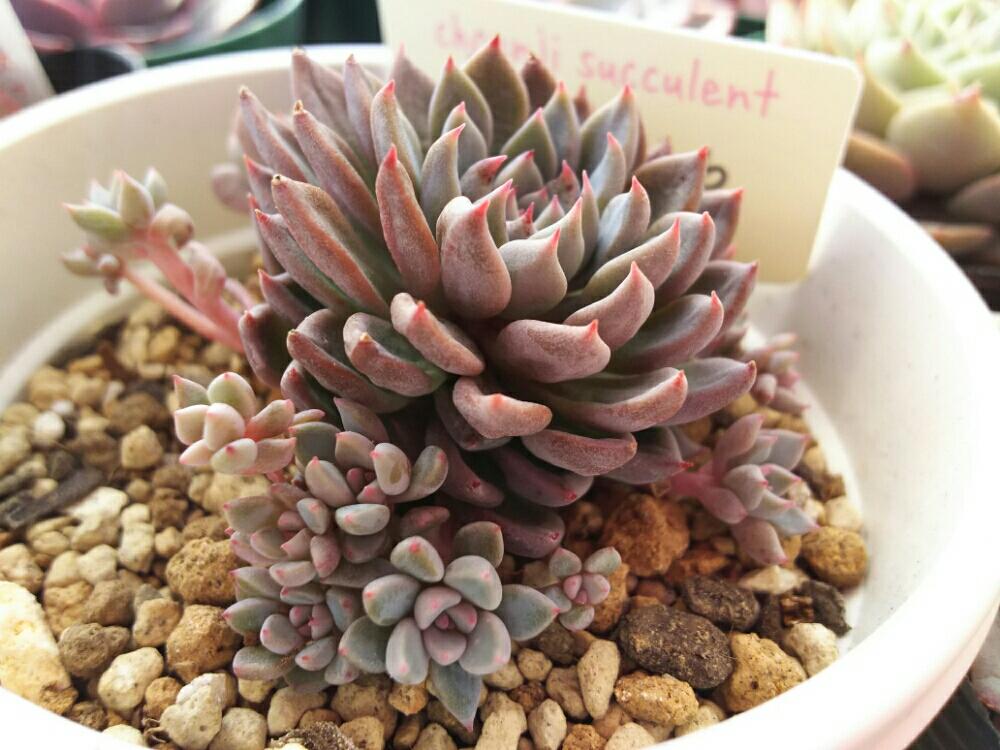 バルコニー/ベランダの画像 by Succulent so cute ♥さん | バルコニー/ベランダとLusbe Hybと多肉植物とスマホ撮影とGS Lifeとボタニカルライフと多肉ベビちゃん♥とso cute garden ♥と葉っぱのある暮らしと葉っぱとチーム大阪とGS映えと多肉植物のある暮らしとno green no lifeとenjoy botanical life ♥とおきにいりとsucculent so cute ♥とGS影響ときれい~✴とエケベリア属とチームグリーンとcute ♥ Lusbe hybとガーデニングと多肉生活とgreenとかわいいとベンケイソウ科とお気に入り♥と色がキレイとかわいいな♡とSucculent Lifeと加工なしとGS萌え~✴とenjoy succulent life ♥と多肉初心者と多肉コレクション♥とsucculent plantsと葉っぱlove♥とGSタイムとsucculentとsucculent love ♥