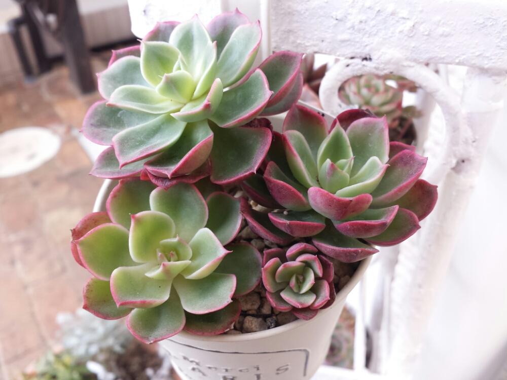 アプローチの画像 by きいろさん | アプローチとHTC⑳と多肉植物