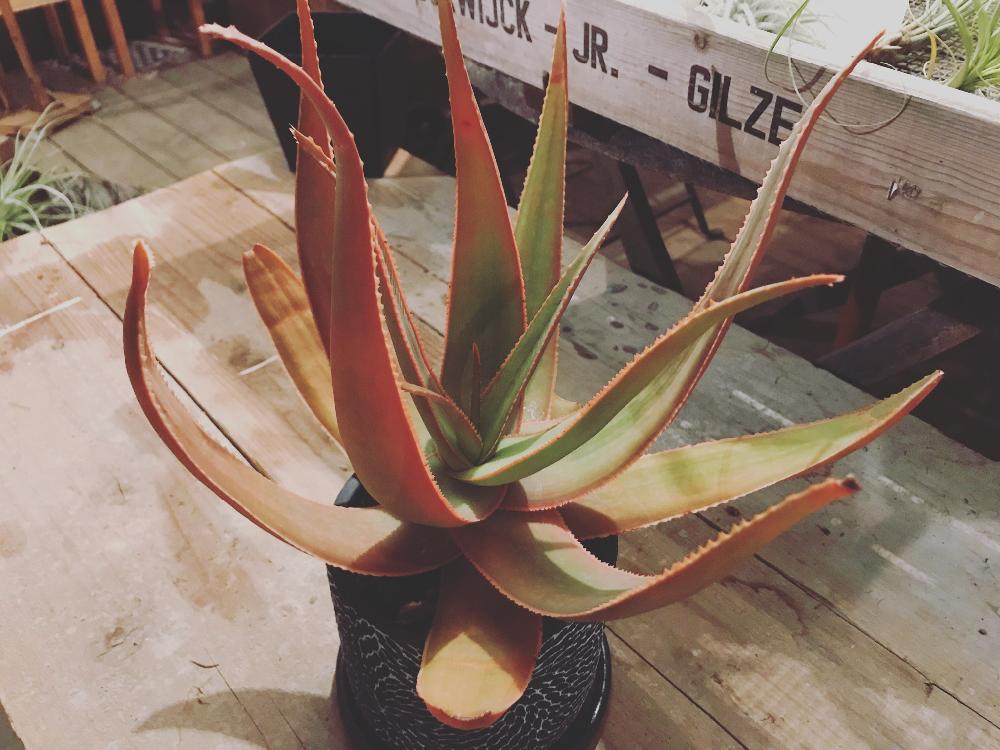 インテリアの画像 by Flower Villageさん | インテリアとインドアグリーンと多肉植物とアロエ科とサボテン科と観葉植物と鬼切丸。と園芸店とお誘いとGS映えと鷺沼と植中毒とアロエ属とタニラーと花のある暮らしと農園とユーフォルビアとお花屋さん