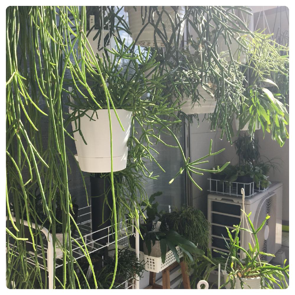 小さな庭の画像 by ピレアさん | 小さな庭とリプサリスと多肉植物と着生植物とサボテン科と『もじゃもじゃ植物』コンテストと観葉植物と植物のある暮らしとボタニカルライフとボタニカル女子とマイコレクションとGS映えとピレアのリプ *Ü*と森林性サボテンとno green no lifeとリプサリス属と『植物と暮らす2018』フォトコンテスト