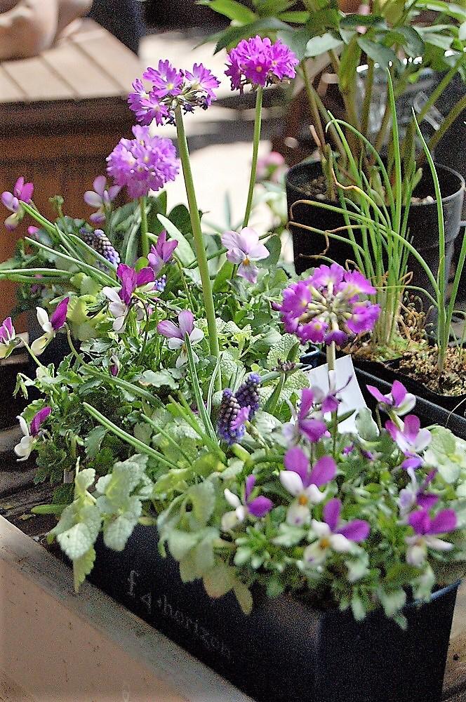 玄関の画像 by kusakiさん | 玄関と寄せ植えと園芸店と多肉じゃない寄せ植えとグリーンギャラリーガーデンズと寄せ植え講座と八王子と花のある暮らし