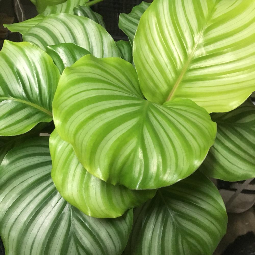 インテリアの画像 by hanabisouさん | インテリアとカラテア・オルビフォリアと観葉植物と植物のある暮らしと新入荷と植物だいすきと植物と店頭販売と植中毒とカラテア属とhanabisouと半田市花屋と販売中とgreen
