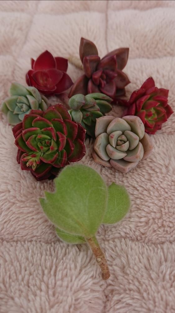 の画像 by miccoさん | 熊童子と多肉植物とカット苗とお気に入りと癒しと今日の一枚と花のある暮らしと❤ 100いいね!