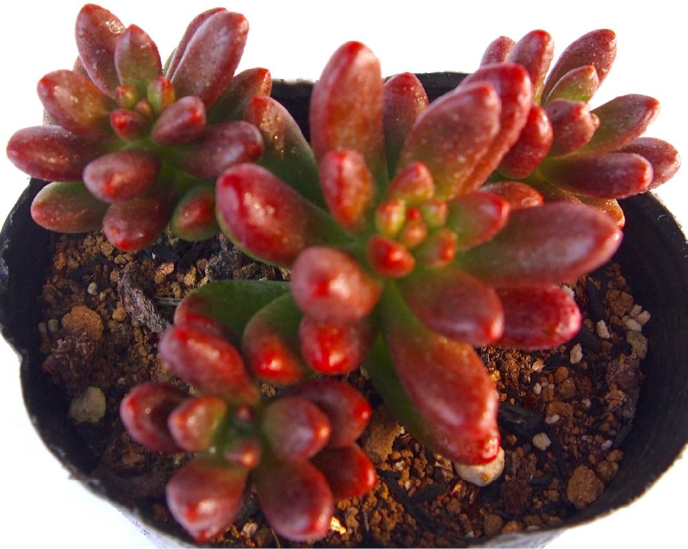 バルコニー/ベランダの画像 by 多肉植物専門店ビスタさん | バルコニー/ベランダとセダム属と多肉植物と多肉男子と月間優良ショップと観葉植物と通販専門店とお誘いとGS映えと多肉女子とタニラーとガーデニングと花のある暮らしと楽天とアウトドアリビングと埼玉県深谷市とバルコニスト