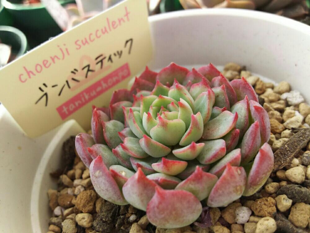 バルコニー/ベランダの画像 by Succulent so cute ♥さん | バルコニー/ベランダとブンバスティックとグロブローサ hybと多肉植物とスマホ撮影とGS Lifeとボタニカルライフとso cute garden ♥と葉っぱのある暮らしと葉っぱとチーム大阪とGS映えと多肉植物のある暮らしとno green no lifeとenjoy botanical life ♥とおきにいりとsucculent so cute ♥とGS影響ときれい~✴とエケベリア属とチームグリーンとcute ♥ グロブローサ hybとガーデニングと多肉生活とgreenとかわいいとベンケイソウ科とお気に入り♥と色がキレイとかわいいな♡とSucculent Lifeと加工なしとGS萌え~✴とenjoy succulent life ♥と多肉初心者と多肉コレクション♥とcute ♥ ブンバスティックとsucculent plantsと葉っぱlove♥とGSタイムとsucculentとsucculent love ♥