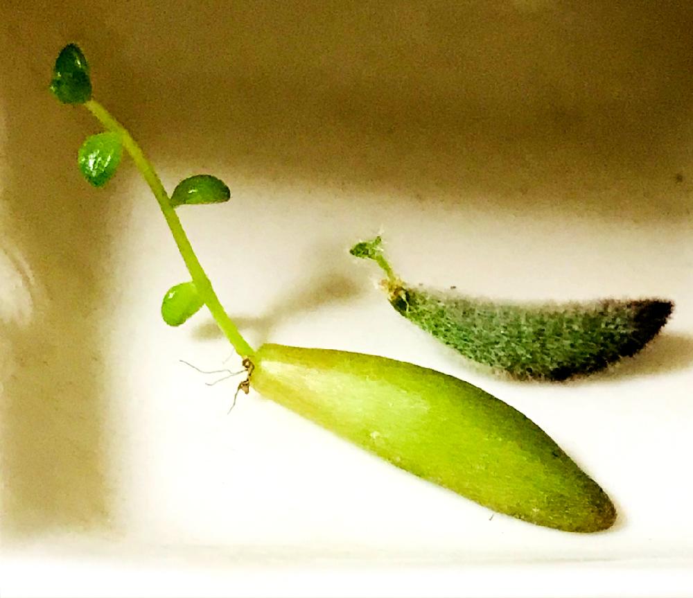 キッチンの画像 by Napo♪さん | キッチンとカランコエと多肉水耕栽培と植中毒と水耕栽培と多肉はざしとタニラー