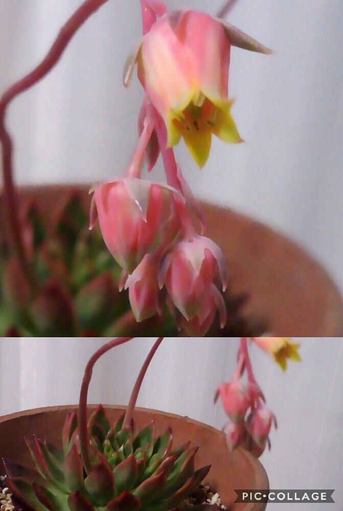 窓辺の画像 by なおきさん | 窓辺とアガボイデスと植中毒とタニラー