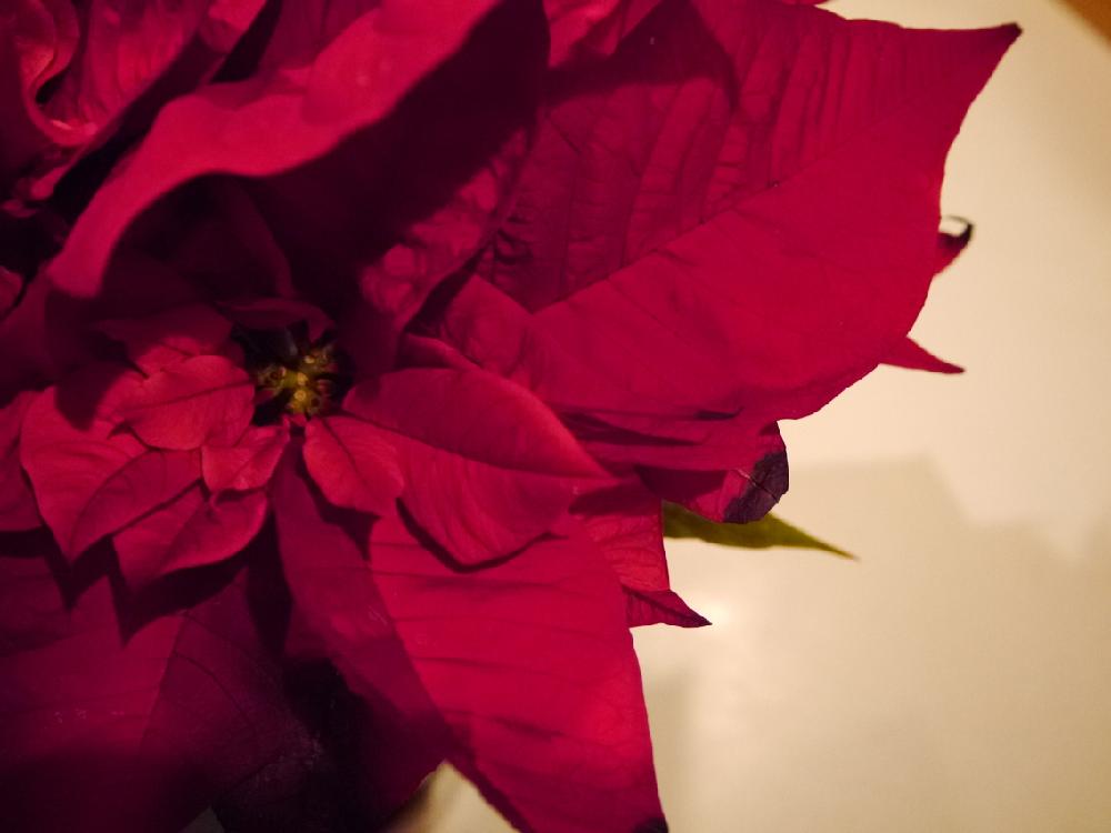 インテリアの画像 by kumiさん | インテリアとポインセチアと観葉植物と今日の一枚と今日のお花と花のある暮らしと花のあるダイニングとインテリアグリーン