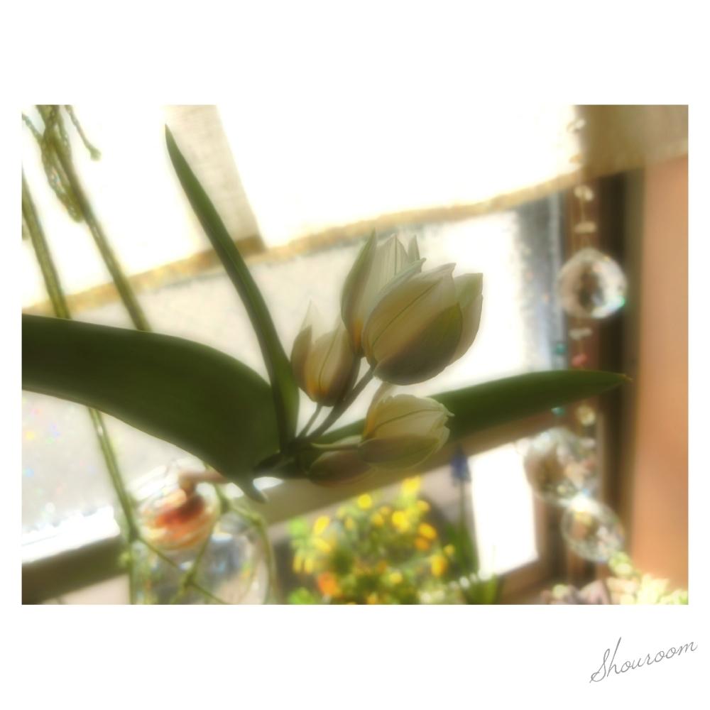 窓辺の画像 by shouroomさん | 窓辺と花のある暮らし