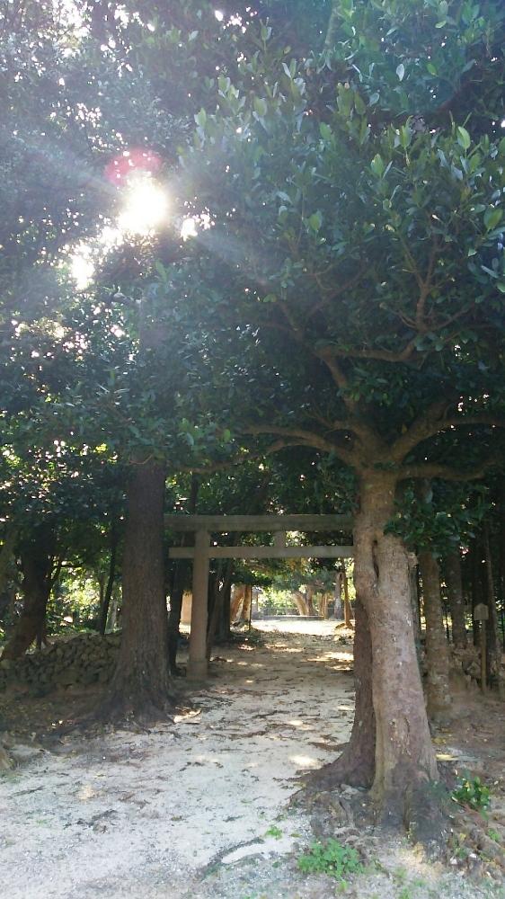 お出かけ先の画像 by you-Gさん | お出かけ先と観葉植物と石垣島と沖縄と植中毒とタニラーと花のある暮らしと想い出