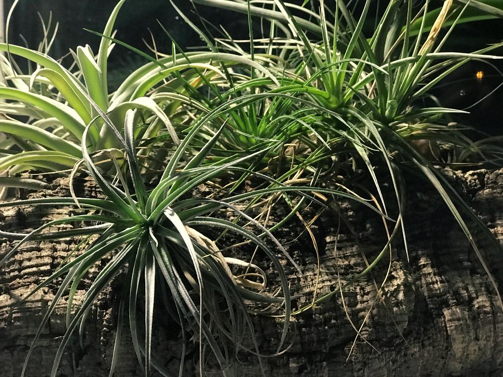 窓辺の画像 by ムッシュ高野さん | 窓辺とTillandsia harrisiiとTillandsia 'Cotton Candy'とGS映えと植中毒