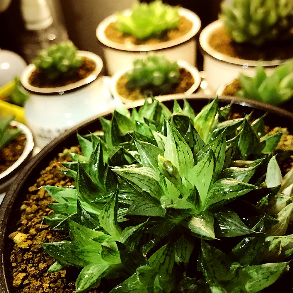 部屋の画像 by Saejimaさん | 部屋と多肉植物と透明な窓と軟葉系ハオルチアとハオルチア属とハオルチア旧氷砂糖と美窓とGS映えと植中毒とハオルシア属 とハオルチア 氷砂糖とタニラーと透明感と斑入り葉っぱと神奈川県と斑入り多肉と斑入り。