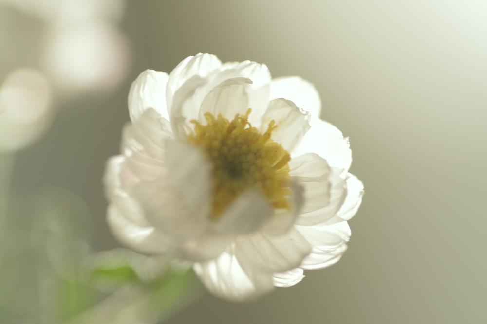 小さな庭の画像 by **ya**さん | 小さな庭と花かんざしと『白色植物』コンテストと今日のお花と花のある暮らしと今日の一枚