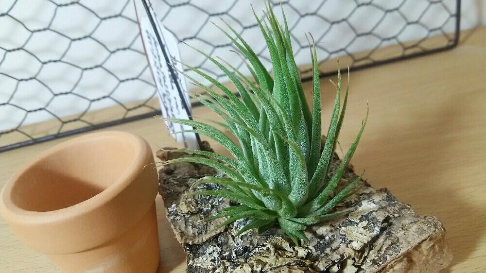 部屋の画像 by 植物系男子さん | 部屋とエアプランツ チランジアとチランジア【エアプランツ】とエアプランツ イオナンタとイオナンタコレクションとチランジア固定方法とGS映えとティランジア属と植中毒と今日の一枚とチランジア属とイオナンタ万歳同盟( ゚∀゚)人(゚∀゚ )とチランジア活着とチランジア固定とイオナンタ記録とエアプランツとチランジア着生とエアープランツ/チランジア