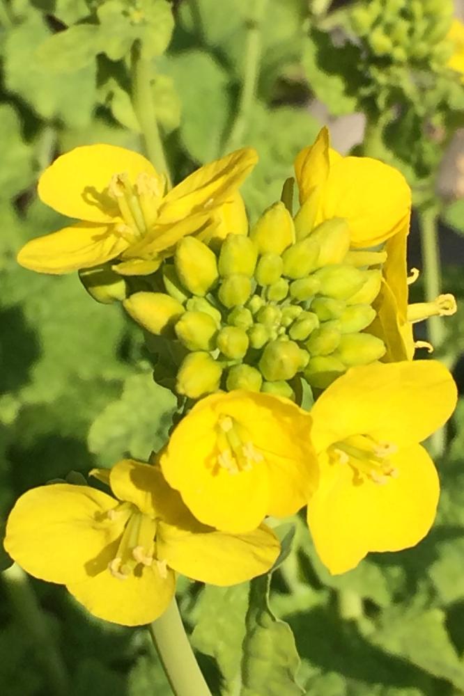 お出かけ先の画像 by マリリン凪翔さん | お出かけ先とナノハナと素敵なお花と良い雰囲気!と元気です!と今日のお花とイキイキと素敵な色合いと花のある暮らしとかわいいとお出かけ先といっても近所とすごいすごいとかわいい花