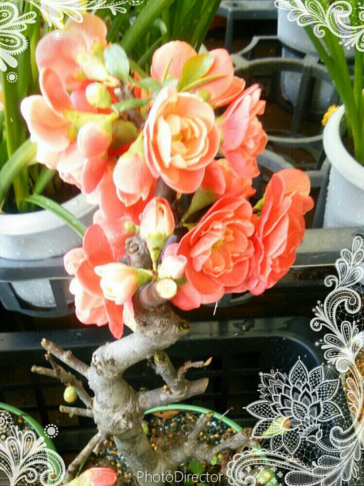 お出かけ先の画像 by みどりひめさん | お出かけ先と他肉も花も好きと木瓜の花と植欲増進中とHCガーデニングコーナーは私の癒しの場と植中毒と花の写真で癒されると花を愛でるとシャーベットカラーの子とタニラーと花のある暮らしと春を先取り