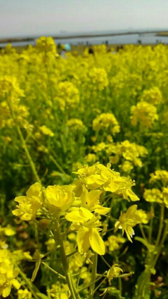 お出かけ先の画像 by くのいち55さん | お出かけ先とナノハナと植中毒と黄色い花と花のある暮らしと葛西臨海公園と華麗なお花