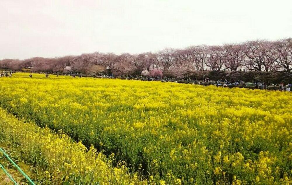 お出かけ先の画像 by くのいち55さん | お出かけ先とナノハナとサクラと幸手権現堂とピンクの花とコントラストと樹木と植中毒と黄色い花と花のある暮らし