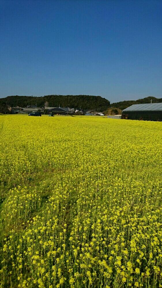 お出かけ先の画像 by ハニーさん | お出かけ先とナノハナと『黄色植物』コンテスト
