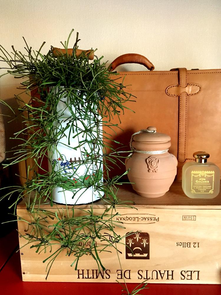 部屋の画像 by つくしさん | 部屋とホヤ レツーサと観葉植物と植物のある暮らしと気になると欲しかったと部屋組と植中毒とお気に入りたちと面白いと新入りと好きな場所とタニラーと花のある暮らしと我が家の植物紹介と初めてと奇妙