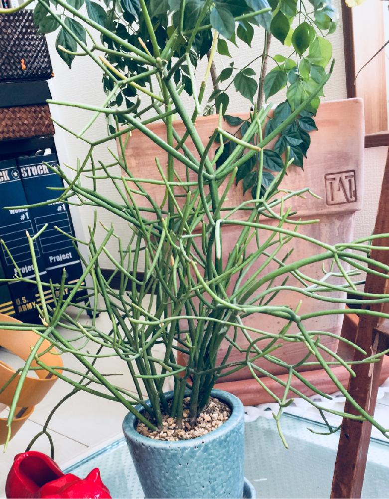 の画像 by ぽんずさん | ミルクブッシュと今日の一枚と観葉植物とno green no lifeと植中毒