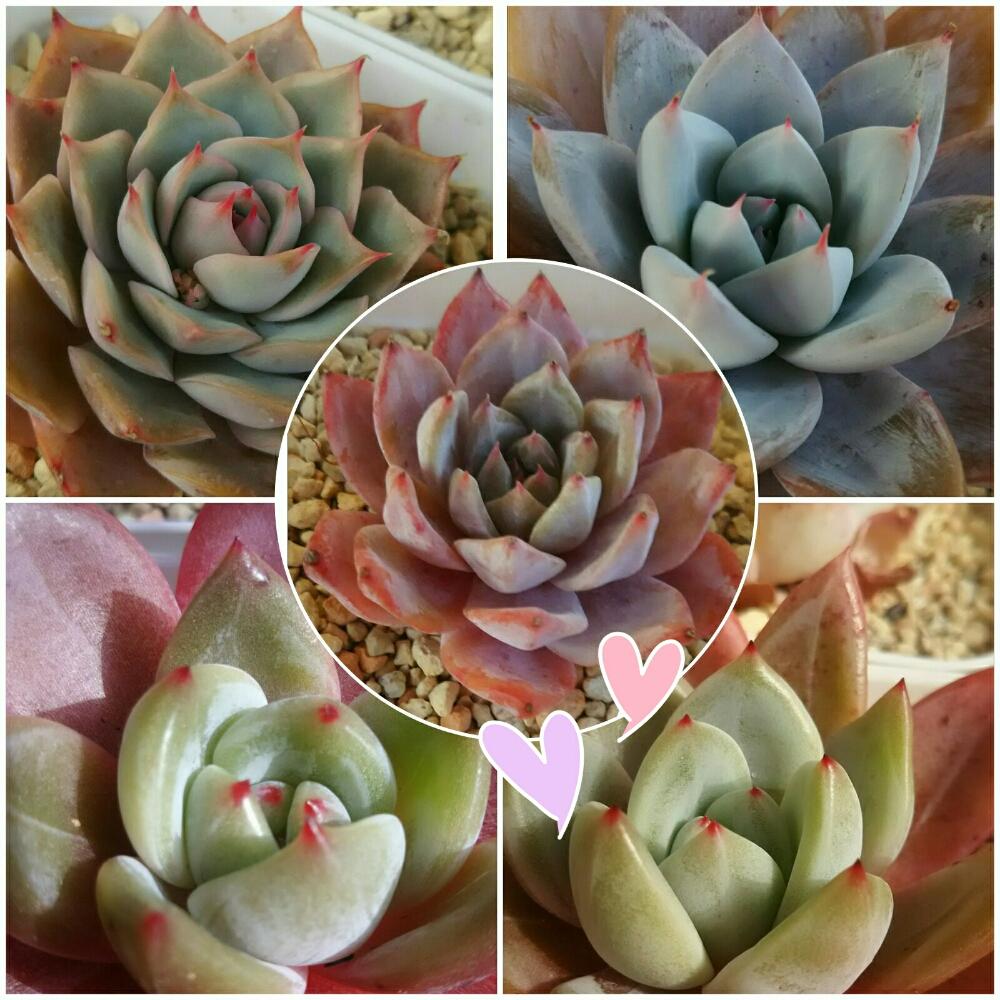 棚の画像 by Little☆Myさん | 棚とレッドシャンペンとパープルシャンペーンとブルーバードとメキシカンプリンセスとピンクチップスと多肉植物と多肉大好きとエアマジック産と三重支部と三重支部No.1と多肉ちゃんと三重県とエケベリア属と多肉女子とタニラーと韓国苗