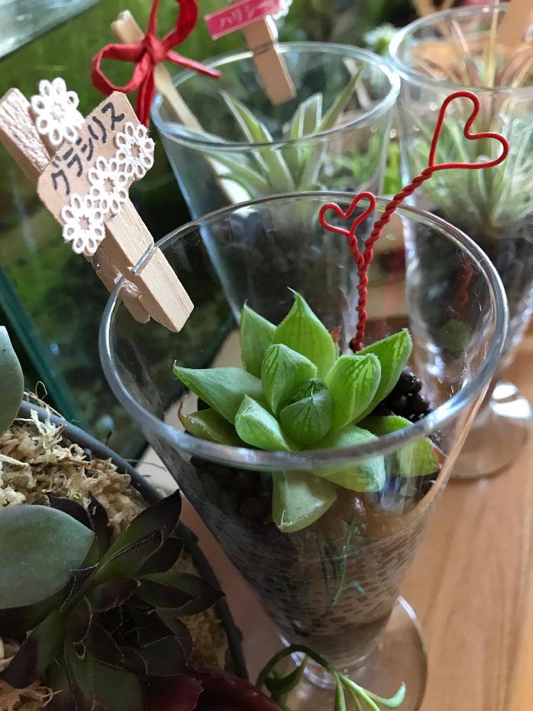 部屋の画像 by Hitomiヽ(*´∀`)さん | 部屋と植物からパワー❣️と手作り雑貨といやされる♡とハッピーバレンタインと水景のある暮らし