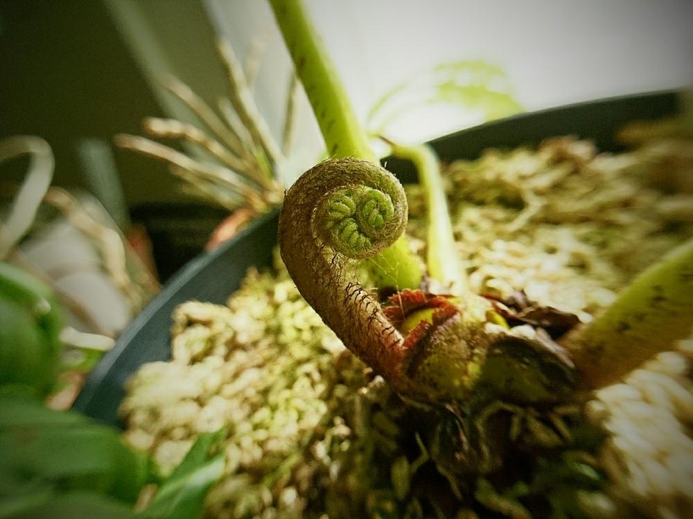 部屋の画像 by 六月さん | 部屋とAngiopteris evectaとビンタイと観葉植物と葉っぱとシダ植物とferntasticとクルクル