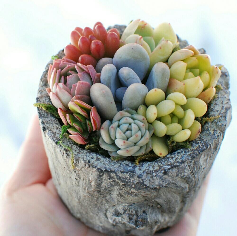 エクステリアの画像 by mayuly (*Grow) さん | エクステリアと多肉植物と福井県と寄せ植えと多肉ちゃんとbotanicalと多肉植物寄せ植えと今日の一枚と*Growと多肉女子とナチュラルスタイルと『ワンハンド』コンテスト