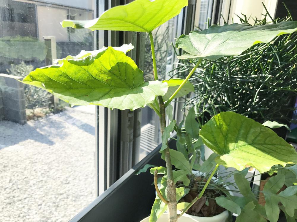 窓辺の画像 by YUKINKOさん | 窓辺とフィカス ウンベラータと多肉植物と観葉植物とレイズドガーデンベッドとガーデニング初心者とシダ植物と多肉初心者