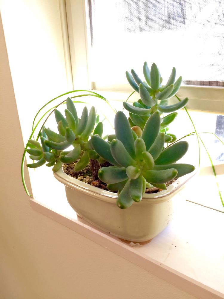 インテリアの画像 by たっちゃんさん | インテリアと名前を教えて!と植物からパワー❣️と『もじゃもじゃ植物』コンテストと観葉植物と植物のある暮らしとGS映えと植中毒と滋賀と相談とタニラーと花のある暮らしと花のあるダイニングとユーフォルビアと加工なしと多肉初心者とバルコニスト